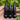 1 Pc 12x1.5 Short Spike Lug Nuts 3" Tall - Powder Coated - Various Colors